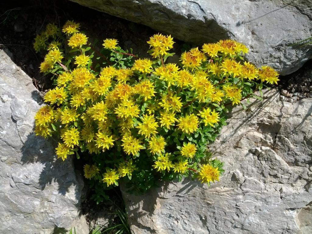 Villa Otto Santa Cristina Val Gardena Ngoại thất bức ảnh