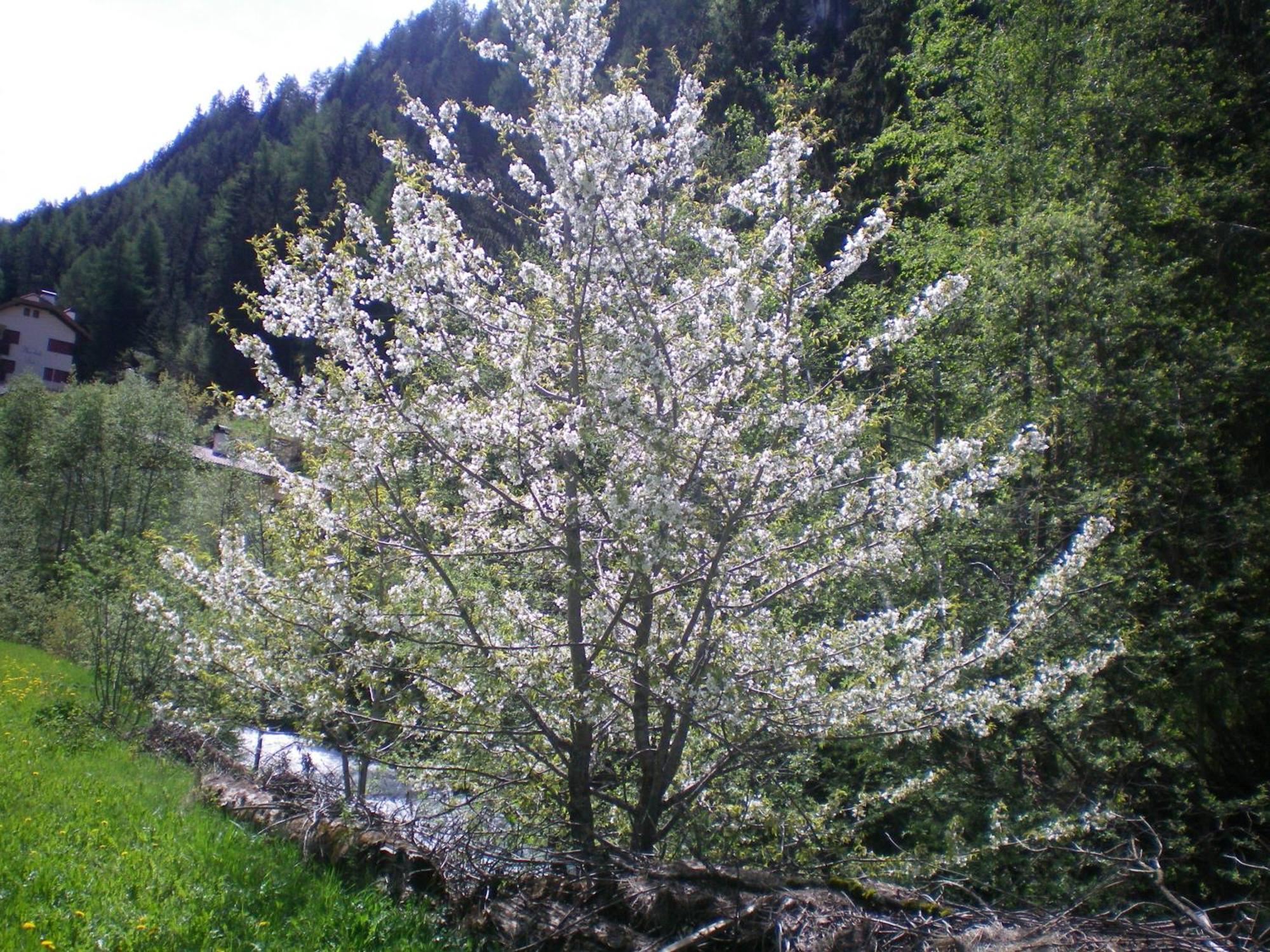 Villa Otto Santa Cristina Val Gardena Ngoại thất bức ảnh