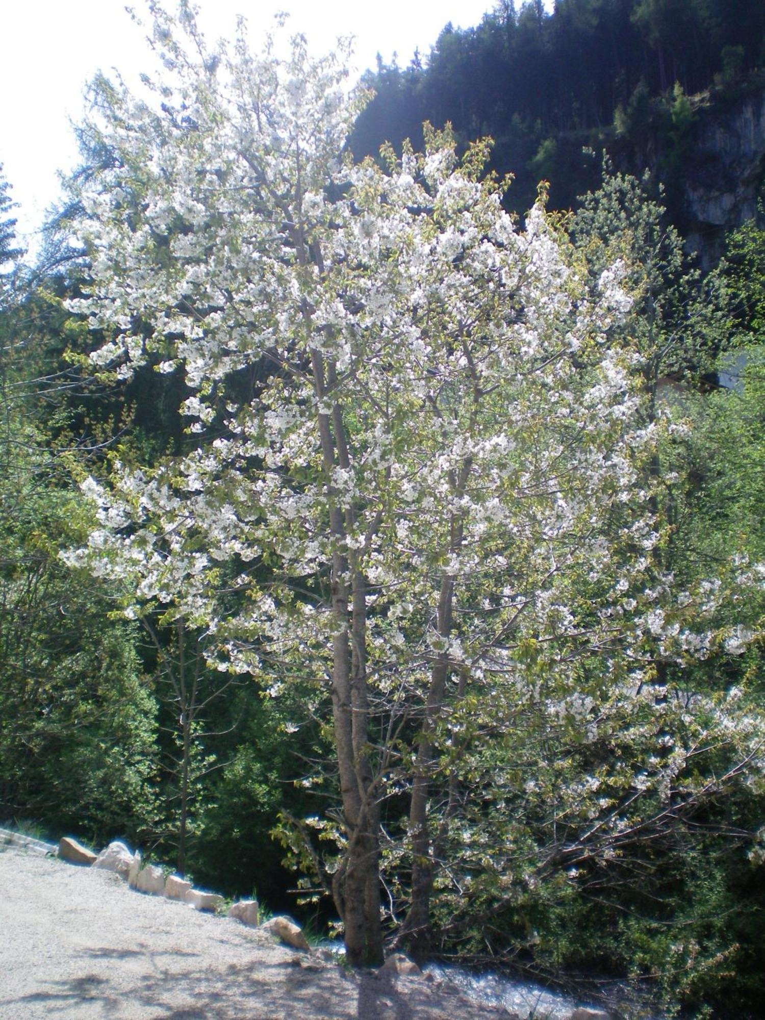 Villa Otto Santa Cristina Val Gardena Ngoại thất bức ảnh